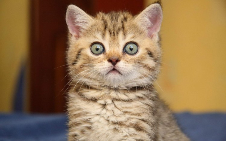 Кот с испуганными глазами
