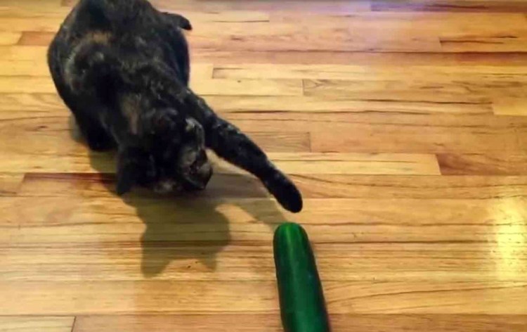 Кот испугался огурца