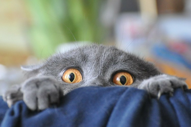 Смешной котенок пугает