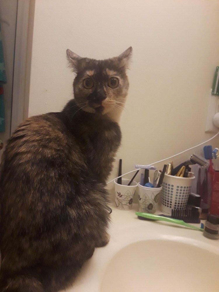 Кошка напугала котенка