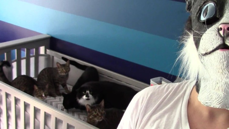 Испуганный черный кот