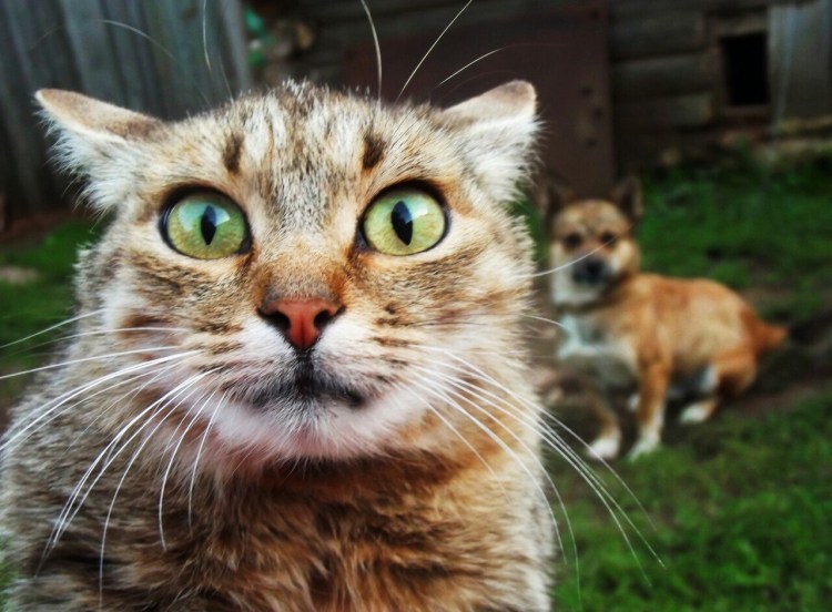 Кот испугался
