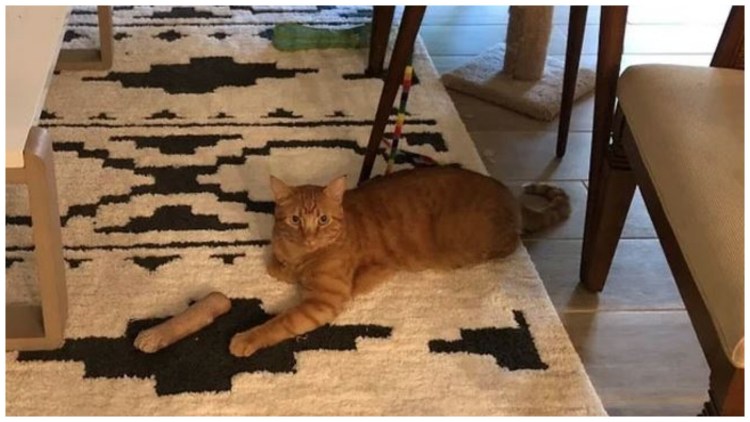 Кот поставил лапу на кота