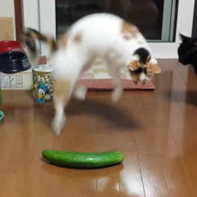 Собаки боятся огурцов