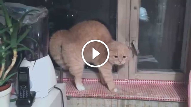 Удивлённый кот