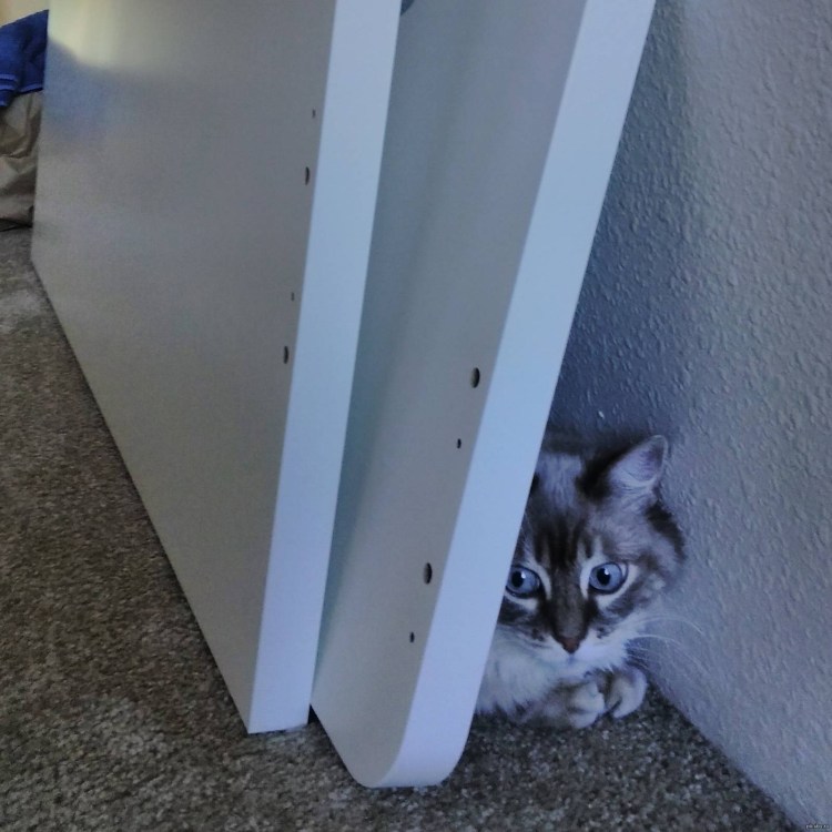 Пугливый кот