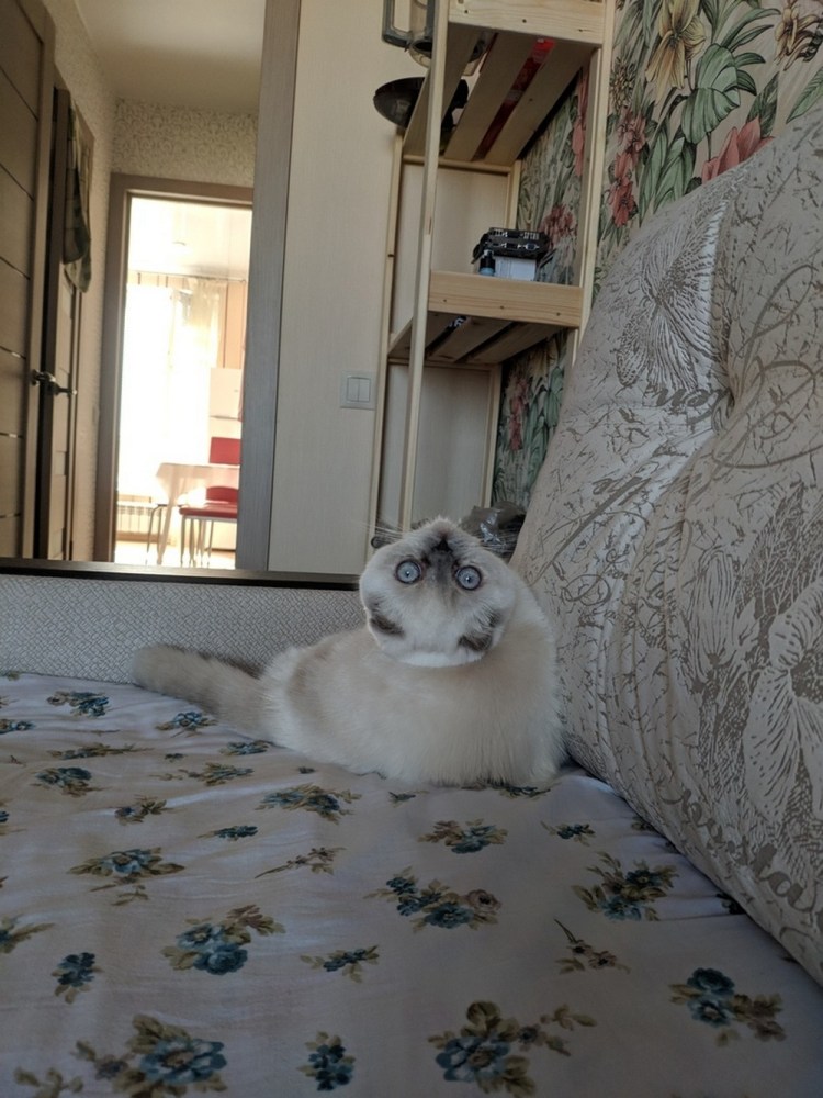 Кот просто Добавь воды