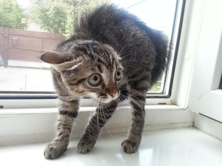 Доброе утро хорошего настроения прикольные