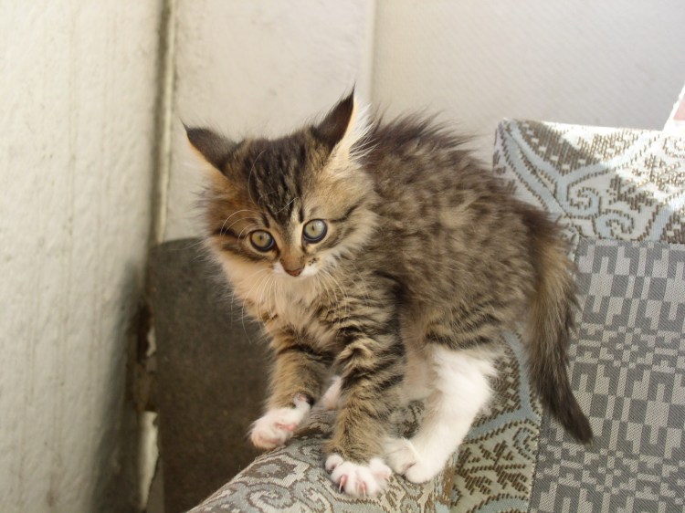 Фотографии супер-кота которого на всех наплевать