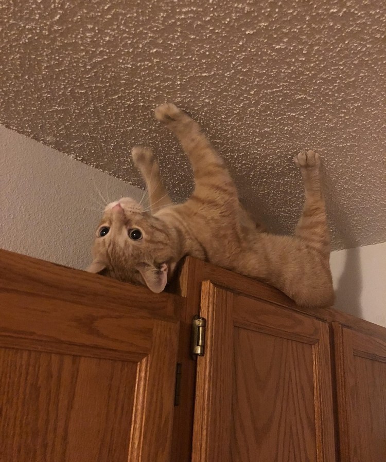 Домашние животные