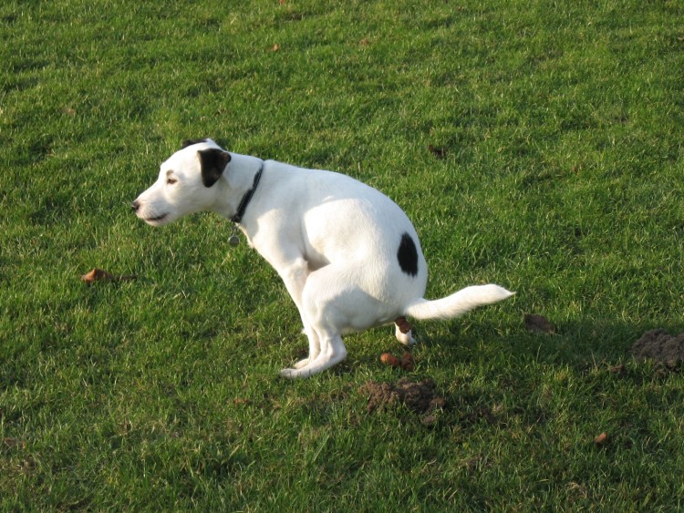 Собака гадит