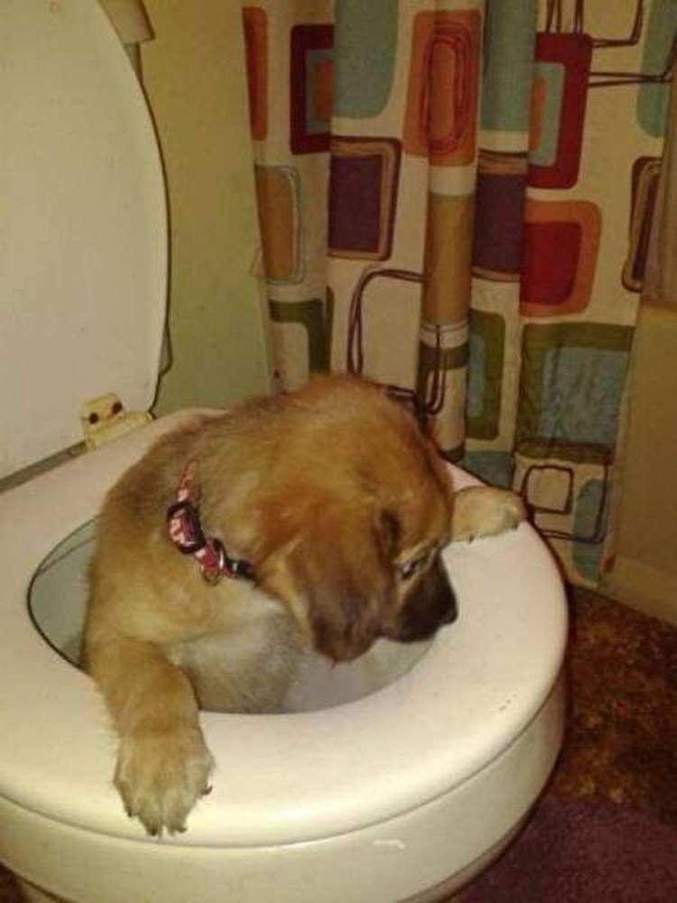 Собака какает