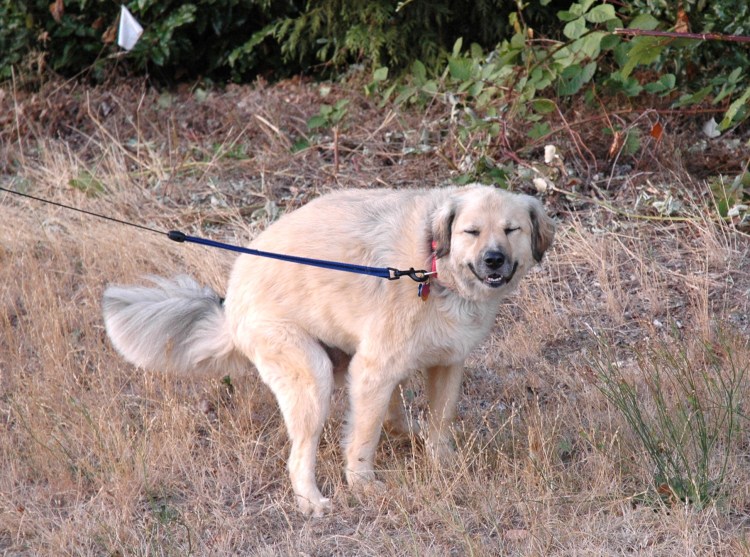 Французский бульдог какает