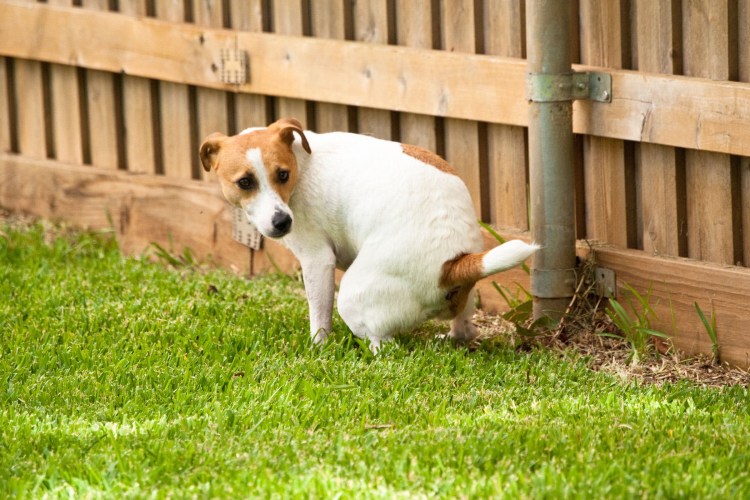 Какающая собачка игрушка