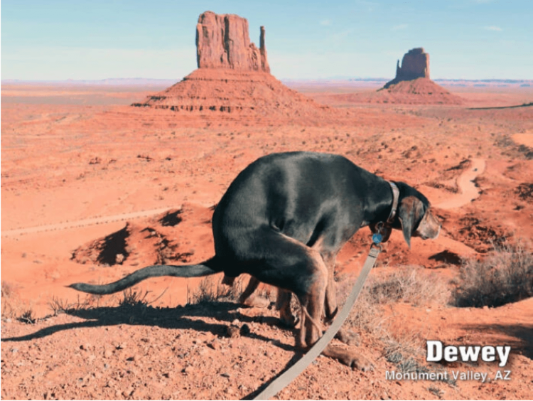 Собака какает