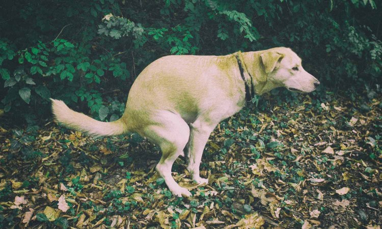 Собака гадит