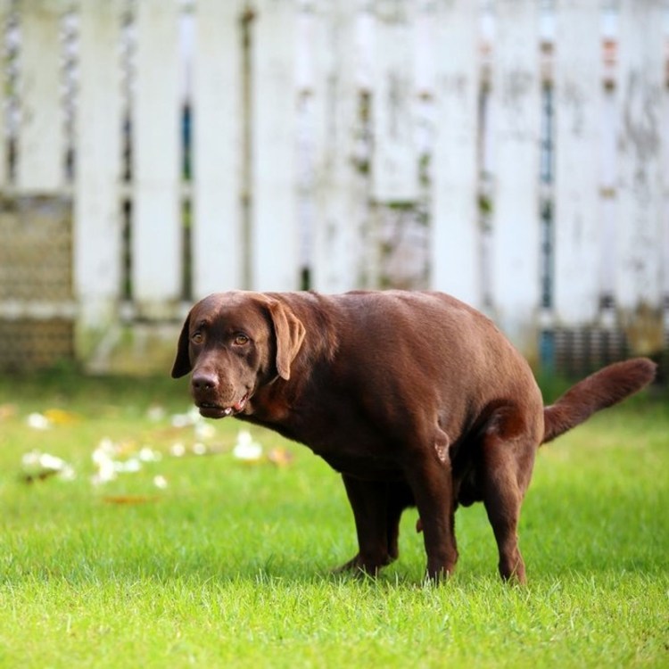 Пес метит территорию