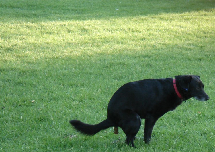 Какающая собака, ребёнок и креатив