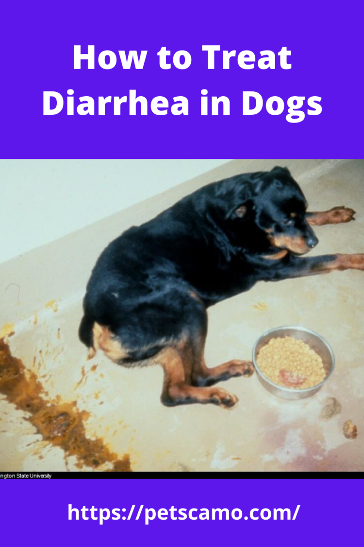 Собака ходит в туалет