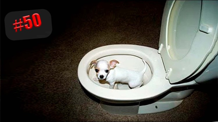 Туалет для собак