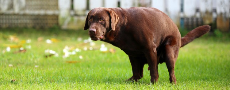 Собака какает