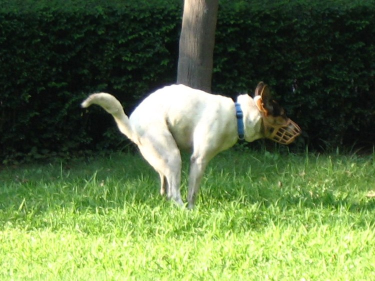 Собака какает