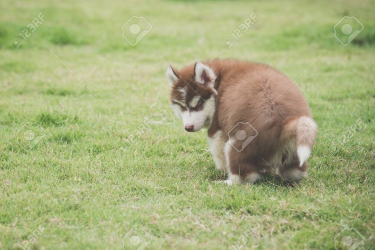 Собака гадит