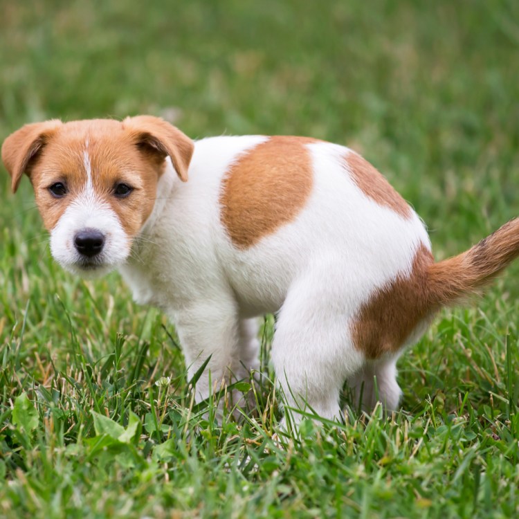 Курцхаар маленького роста