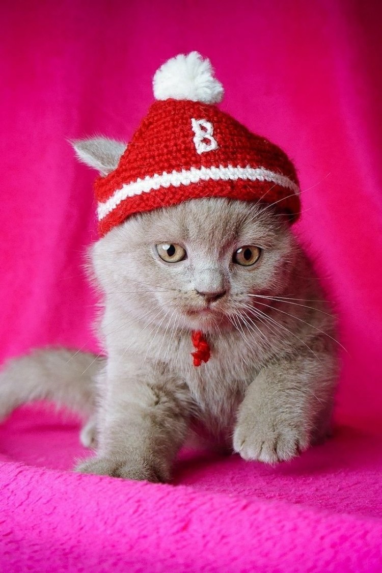 Рыжий котенок в снегу