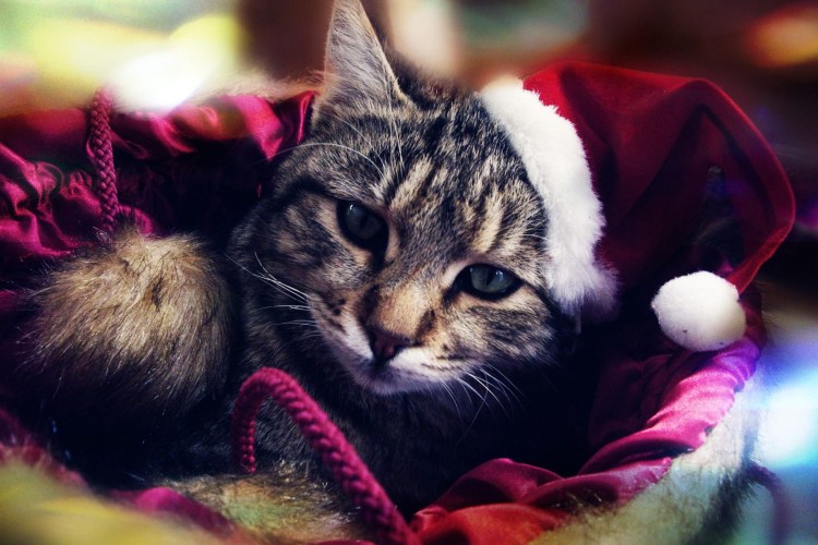 Кот в шапке