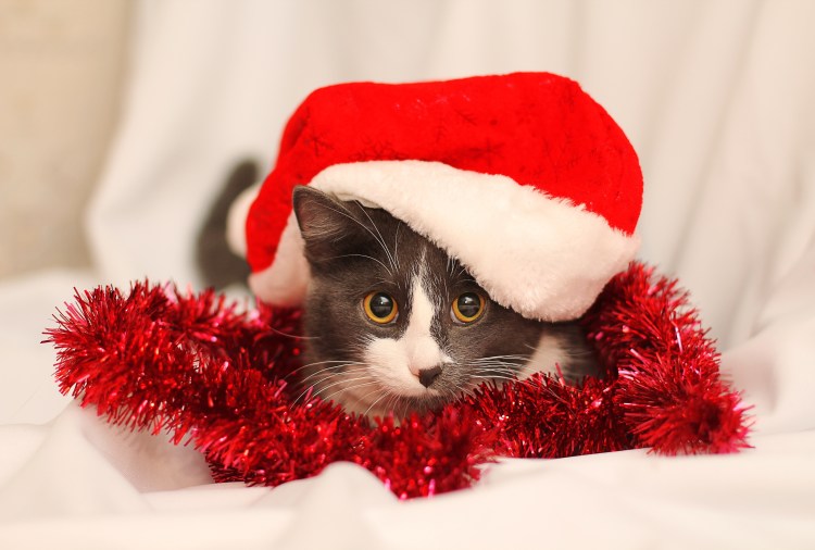 Кот в новогодней шапке