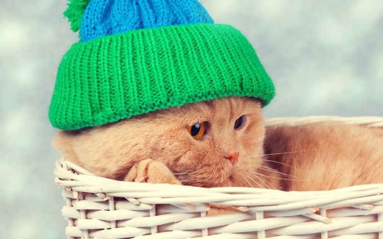 Шапка 'кошка'