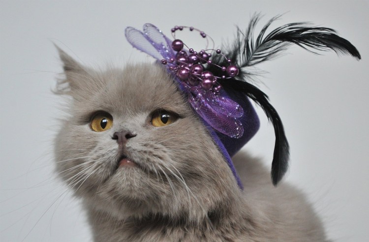 Степашка кот в шапке