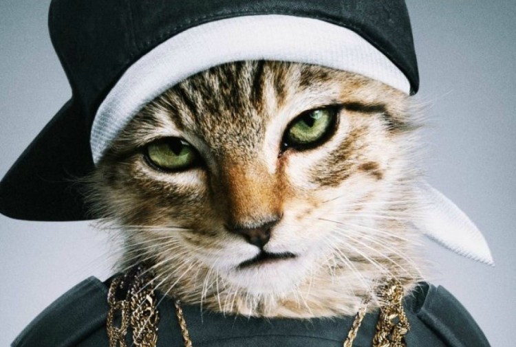 Котейка в шапочке