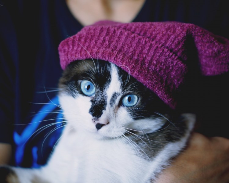 Новогодний кот