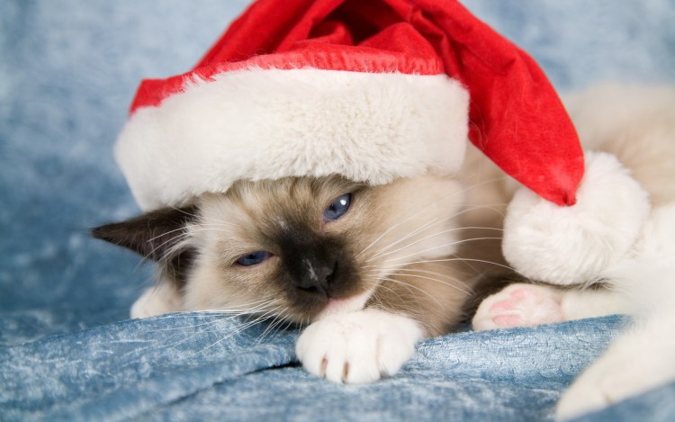 Кот в шарфе