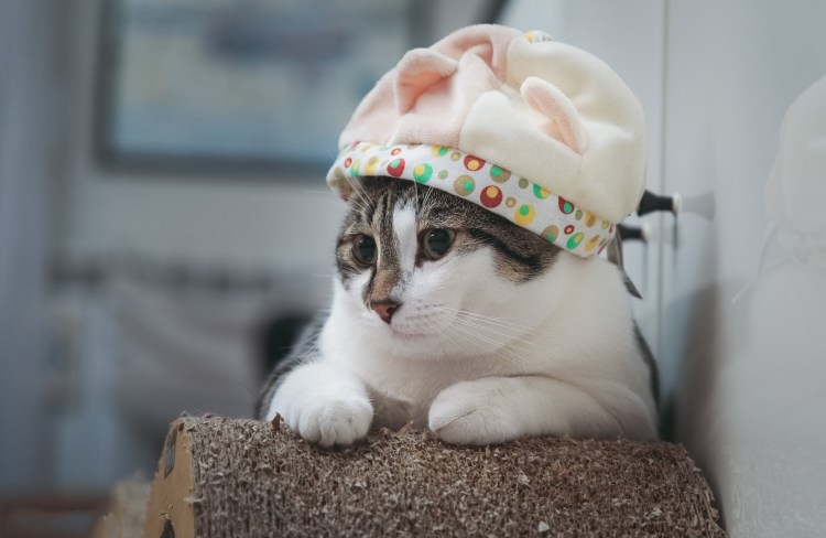 Кот в шапочке