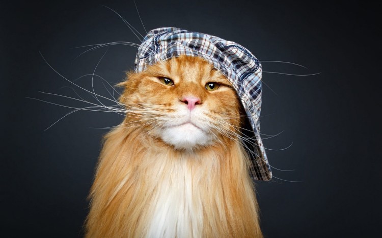 Кот в свитере