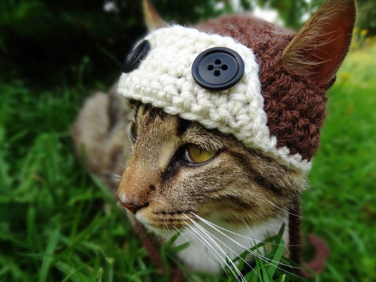 Котенок в шапочке