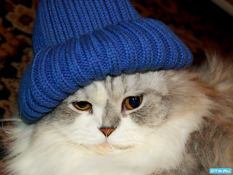 Фиолетовый котенок