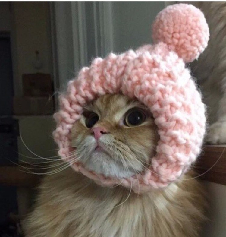 Коты в шапках