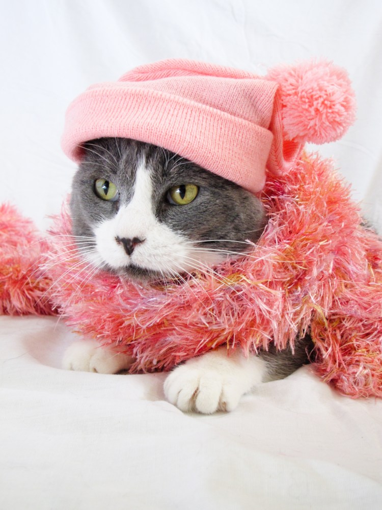 Кот в шапке