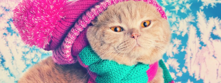 Новогодние коты