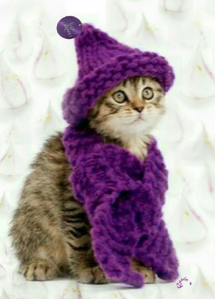 Смешные кошки