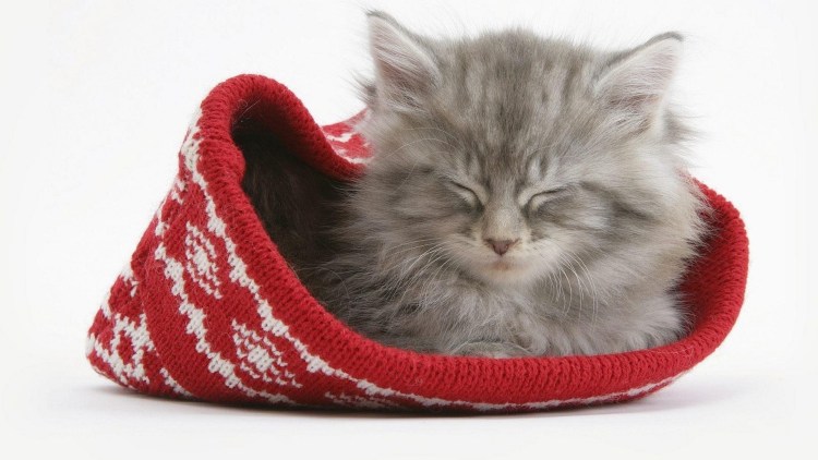 Кошки новый год