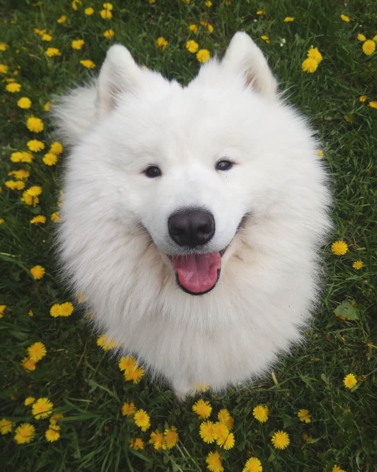 Самоед желтый