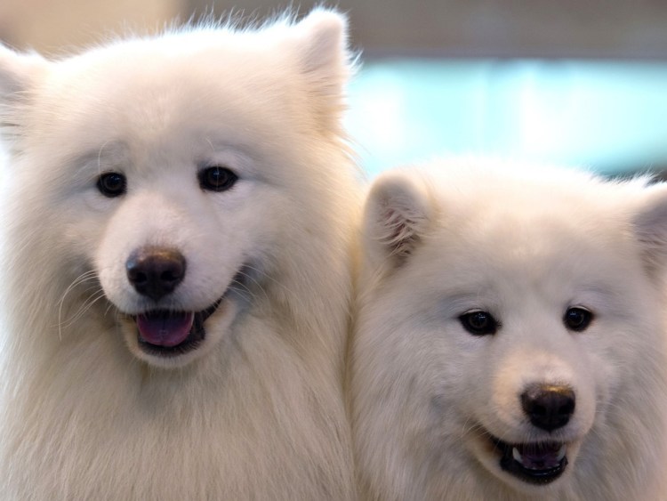 Самоед золотистый