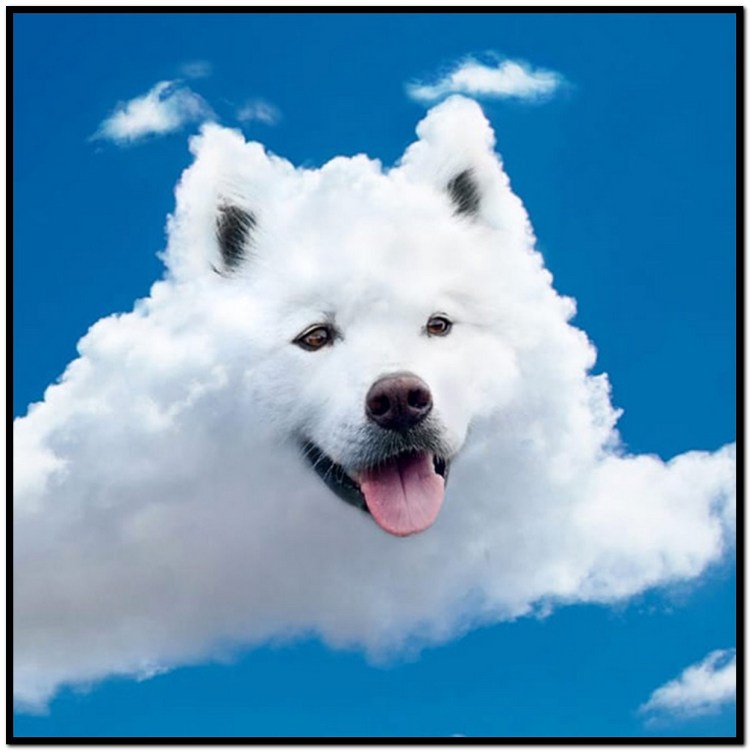 Облачко собака самоед