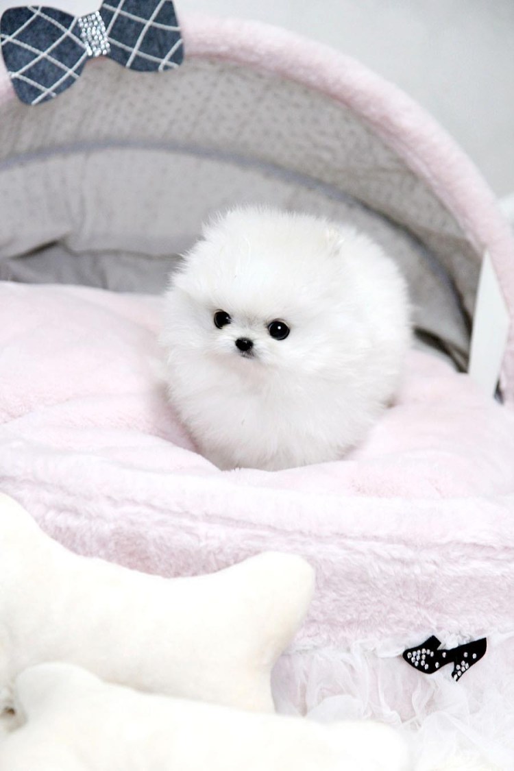 Бишон фризе Тори