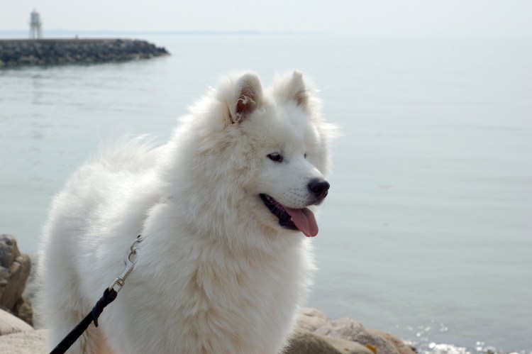 Ямальский самоед